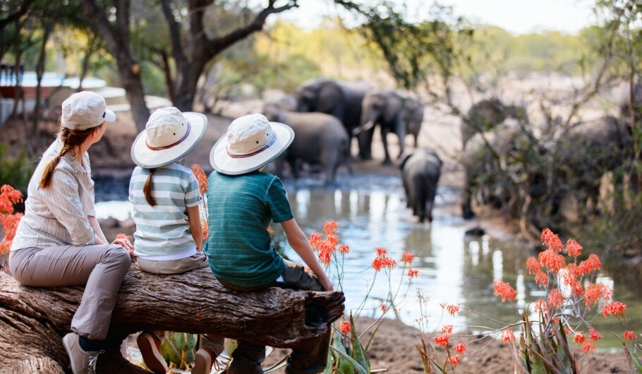 África do Sul - Safári na região do Kruger Park - shutterstock_482050255