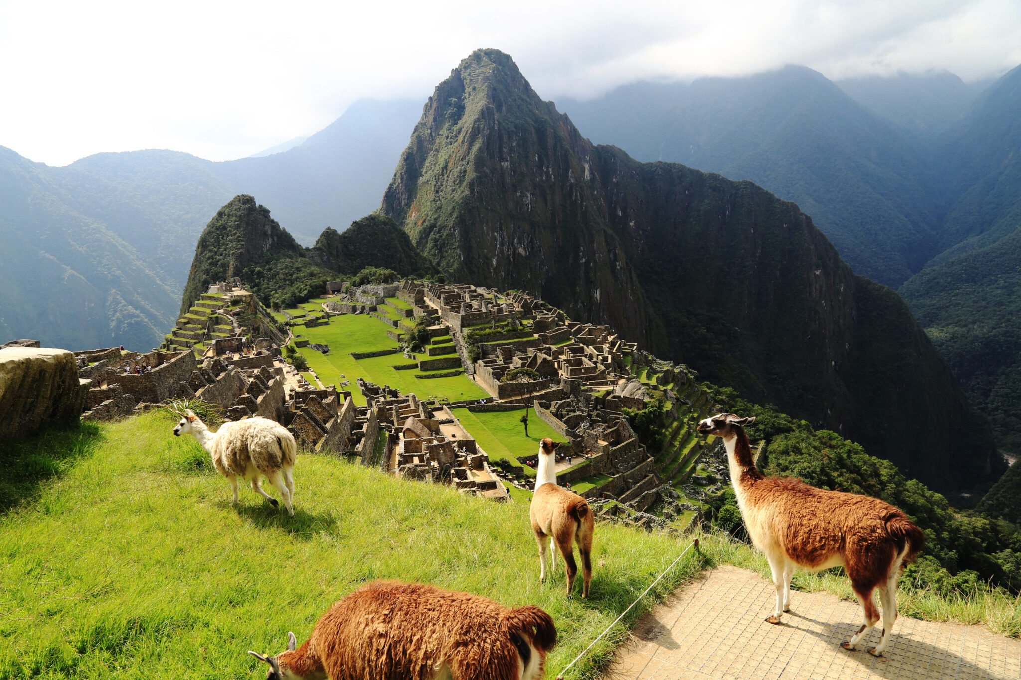 Lhamas em Machu Picchu, Peru