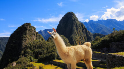 Peru - Machu Pichu - Llama - shutterstock_1148198444 Camelídeos da América do Sul: onde encontrar e como diferenciar llamas, alpacas, guanacos e vicuñas
